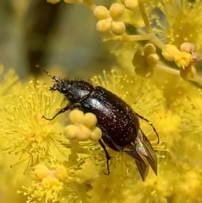 Heteronyx dimidiatus (Dimidiatus scarab beetle) at Murrumbateman, NSW - 22 Aug 2021 by SimoneC