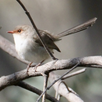 Malurus cyaneus (Superb Fairywren) at Nine Mile Creek - 22 Aug 2021 by PaulF