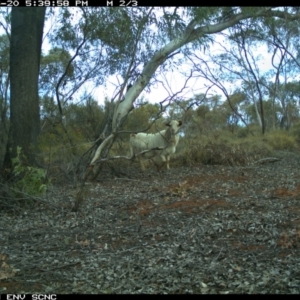 Capra hircus at Irymple, NSW - 20 Jun 2018 05:40 PM