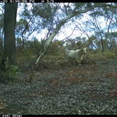 Capra hircus at Irymple, NSW - 20 Jun 2018