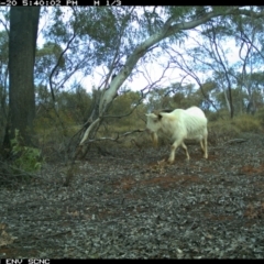 Capra hircus at Irymple, NSW - 20 Jun 2018