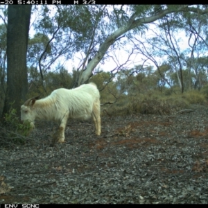 Capra hircus at Irymple, NSW - 20 Jun 2018 05:40 PM