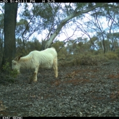 Capra hircus at Irymple, NSW - 20 Jun 2018