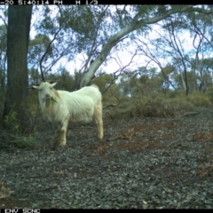 Capra hircus at Irymple, NSW - 20 Jun 2018