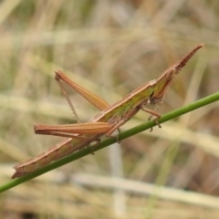 Keyacris scurra (Key's Matchstick Grasshopper) at Kambah, ACT - 20 Aug 2021 by HelenCross