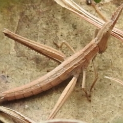 Keyacris scurra at Kambah, ACT - 20 Aug 2021 01:48 PM