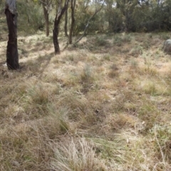 Keyacris scurra at Kambah, ACT - 20 Aug 2021 01:48 PM