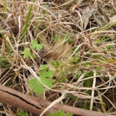 Keyacris scurra at Kambah, ACT - 20 Aug 2021 01:48 PM