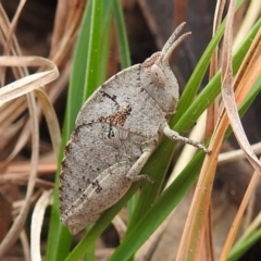 Goniaea australasiae (Gumleaf grasshopper) at Bullen Range - 20 Aug 2021 by HelenCross