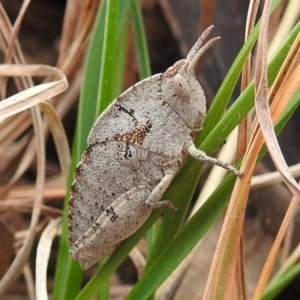 Goniaea australasiae at Kambah, ACT - 20 Aug 2021 01:50 PM