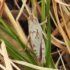 Goniaea australasiae at Kambah, ACT - 20 Aug 2021 01:50 PM