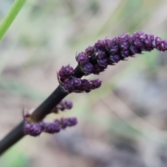 Lomandra multiflora (Many-flowered Matrush) at Block 402 - 22 Aug 2021 by RobG1