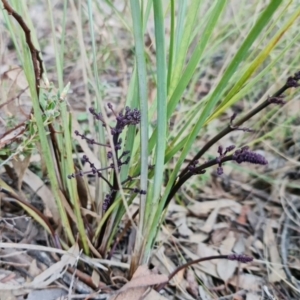 Lomandra multiflora at Denman Prospect, ACT - 22 Aug 2021