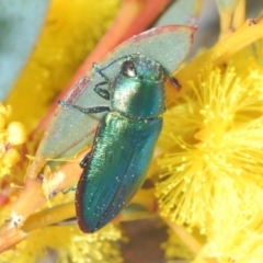 Melobasis obscurella (Obscurella jewel beetle) at Black Mountain - 22 Aug 2021 by Harrisi