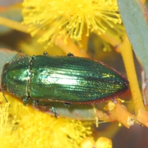 Melobasis obscurella at Downer, ACT - 22 Aug 2021