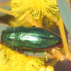 Melobasis obscurella at Downer, ACT - 22 Aug 2021