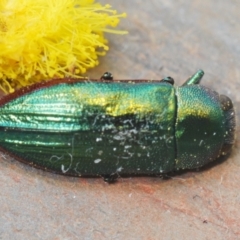 Melobasis obscurella at Downer, ACT - 22 Aug 2021 07:59 PM