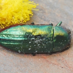 Melobasis obscurella at Downer, ACT - 22 Aug 2021