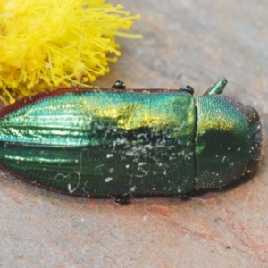 Melobasis obscurella at Downer, ACT - 22 Aug 2021