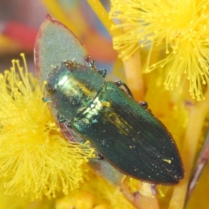 Melobasis obscurella at Downer, ACT - 22 Aug 2021