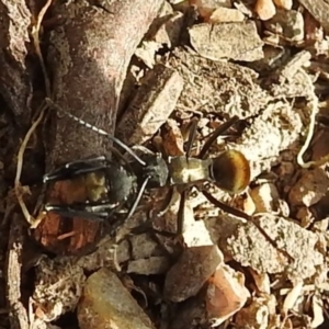 Polyrhachis ammon at Kambah, ACT - 20 Aug 2021