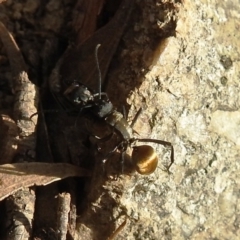 Polyrhachis ammon at Kambah, ACT - 20 Aug 2021