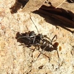 Polyrhachis ammon at Kambah, ACT - 20 Aug 2021 03:51 PM