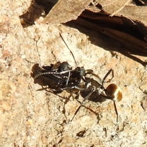 Polyrhachis ammon at Kambah, ACT - 20 Aug 2021 03:51 PM