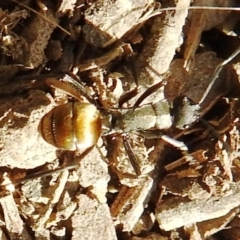 Polyrhachis ammon at Kambah, ACT - 20 Aug 2021