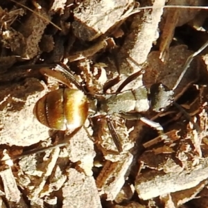 Polyrhachis ammon at Kambah, ACT - 20 Aug 2021 03:51 PM