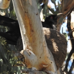 Corcorax melanorhamphos (White-winged Chough) at Kambah, ACT - 22 Aug 2021 by HelenCross