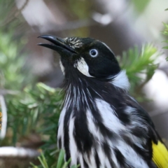 Phylidonyris novaehollandiae (New Holland Honeyeater) at Acton, ACT - 9 Aug 2021 by jbromilow50