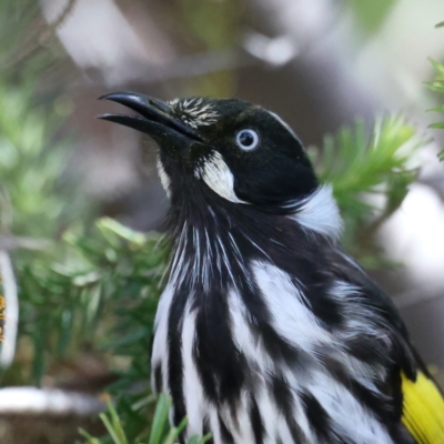 Phylidonyris novaehollandiae (New Holland Honeyeater) at Acton, ACT - 9 Aug 2021 by jb2602