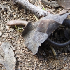 Lampropholis delicata (Delicate Skink) at Bullen Range - 20 Aug 2021 by HelenCross