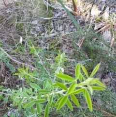 Chamaecytisus palmensis (Tagasaste, Tree Lucerne) at Albury - 22 Aug 2021 by ClaireSee