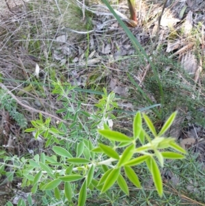 Chamaecytisus palmensis at Albury, NSW - 22 Aug 2021