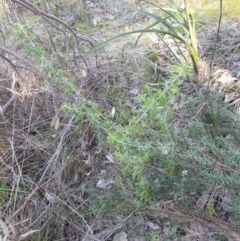 Chamaecytisus palmensis at Albury, NSW - 22 Aug 2021 10:55 AM