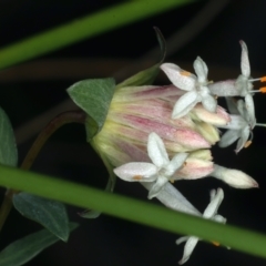 Pimelea linifolia (Slender Rice Flower) at Acton, ACT - 9 Aug 2021 by jb2602