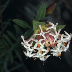 Pimelea linifolia at Acton, ACT - 9 Aug 2021 05:07 PM