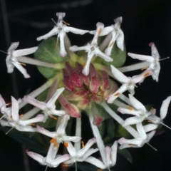 Pimelea linifolia at Acton, ACT - 9 Aug 2021 05:07 PM