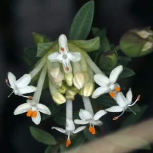 Pimelea linifolia at Acton, ACT - 9 Aug 2021