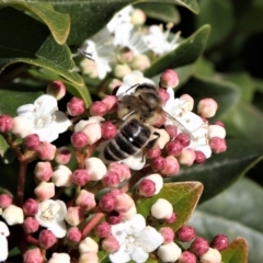 Apis mellifera (European honey bee) at Watson, ACT - 22 Aug 2021 by Sarah2019