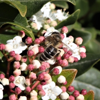Apis mellifera (European honey bee) at Watson, ACT - 22 Aug 2021 by Sarah2019