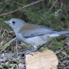 Colluricincla harmonica (Grey Shrikethrush) at Acton, ACT - 9 Aug 2021 by jb2602