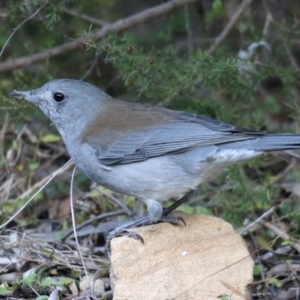 Colluricincla harmonica at Acton, ACT - 9 Aug 2021