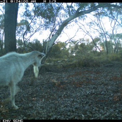 Capra hircus (Goat) at Yathong Nature Reserve - 20 Jun 2018 by Darcy