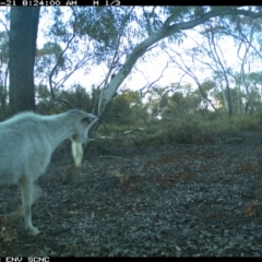 Capra hircus (Goat) at Irymple, NSW - 20 Jun 2018 by Darcy
