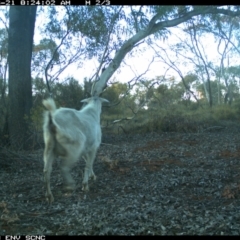 Capra hircus at Irymple, NSW - 21 Jun 2018