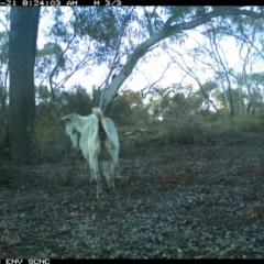 Capra hircus at Irymple, NSW - 21 Jun 2018