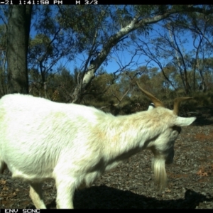 Capra hircus at Irymple, NSW - 21 Jun 2018